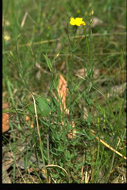 APII jpeg image of Hypericum gramineum  © contact APII