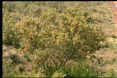 APII jpeg image of Grevillea alpina  © contact APII