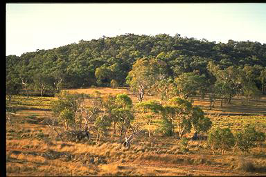 APII jpeg image of Eucalyptus pauciflora  © contact APII