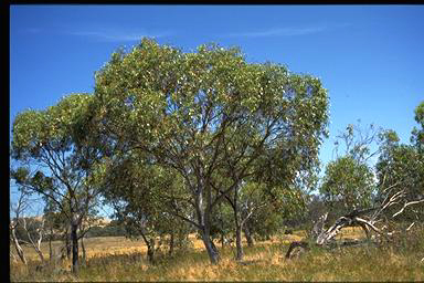 APII jpeg image of Eucalyptus pauciflora  © contact APII