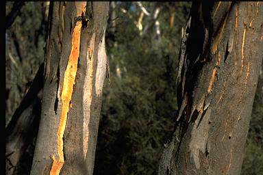 APII jpeg image of Eucalyptus blakelyi  © contact APII