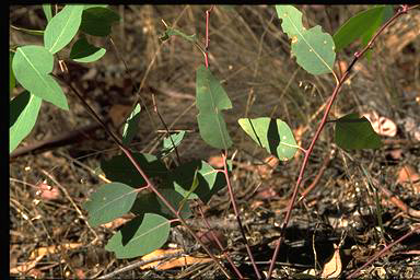 APII jpeg image of Eucalyptus blakelyi  © contact APII