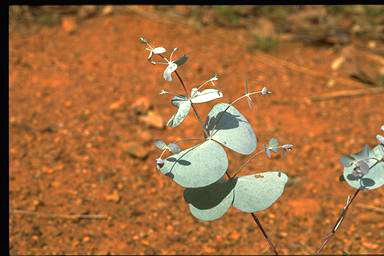 APII jpeg image of Eucalyptus rubida  © contact APII