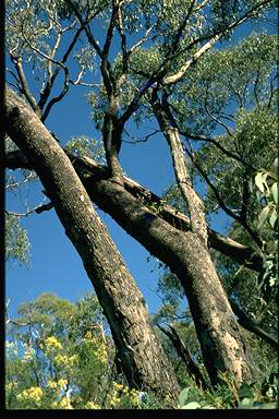 APII jpeg image of Eucalyptus bridgesiana  © contact APII