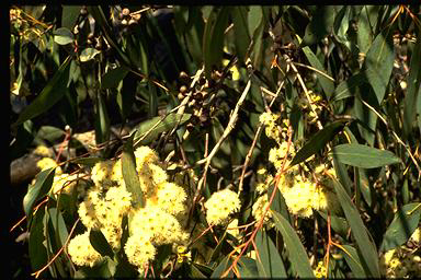 APII jpeg image of Eucalyptus dives  © contact APII