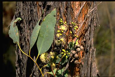 APII jpeg image of Eucalyptus macrorhyncha  © contact APII