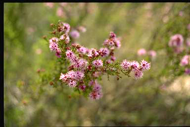 APII jpeg image of Kunzea parvifolia  © contact APII