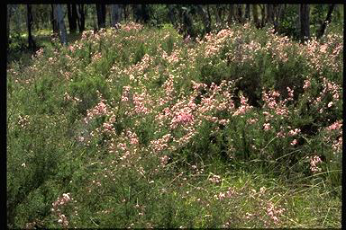 APII jpeg image of Kunzea parvifolia  © contact APII