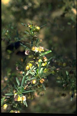 APII jpeg image of Dodonaea viscosa subsp. spathulata ssp. cuneata interg  © contact APII