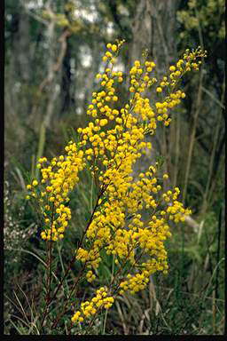 APII jpeg image of Acacia buxifolia  © contact APII