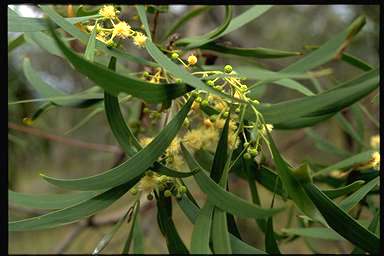 APII jpeg image of Acacia implexa  © contact APII