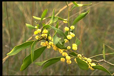 APII jpeg image of Acacia melanoxylon  © contact APII