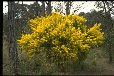 APII jpeg image of Acacia rubida  © contact APII