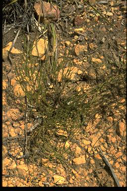 APII jpeg image of Omphacomeria acerba  © contact APII