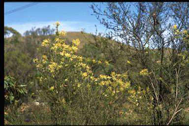 APII jpeg image of Bursaria spinosa subsp. lasiophylla  © contact APII