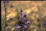 Eryngium rostratum - click for larger image