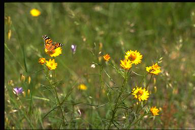 APII jpeg image of Xerochrysum viscosum  © contact APII