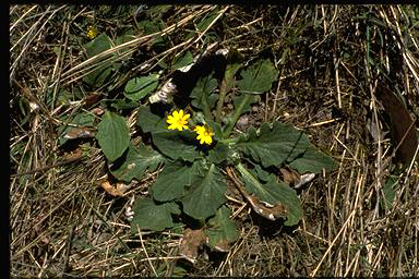 APII jpeg image of Cymbonotus lawsonianus  © contact APII