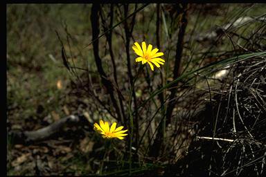 APII jpeg image of Microseris walteri  © contact APII