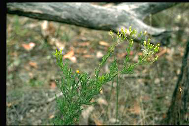 APII jpeg image of Senecio hipsidulus var. dissectus  © contact APII