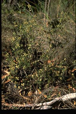 APII jpeg image of Monotoca scoparia  © contact APII