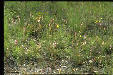 APII jpeg image of Stylidium graminifolium  © contact APII