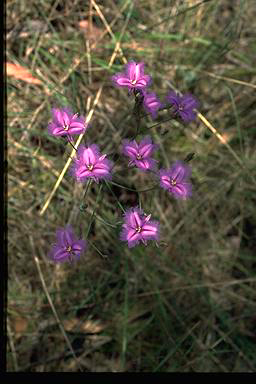 APII jpeg image of Thysanotus tuberosus  © contact APII