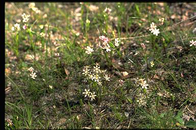 APII jpeg image of Wurmbea dioica subsp. dioica  © contact APII