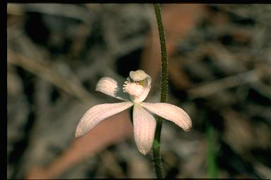 APII jpeg image of Caladenia dimorpha subsp.  © contact APII
