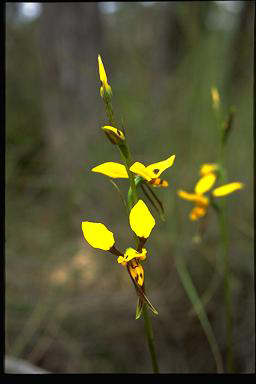 APII jpeg image of Diuris sulphurea  © contact APII