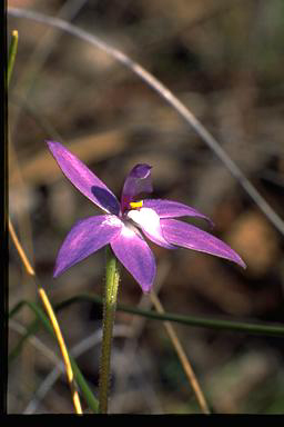 APII jpeg image of Glossodia major  © contact APII