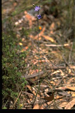 APII jpeg image of Thelymitra ixioides subsp.  © contact APII