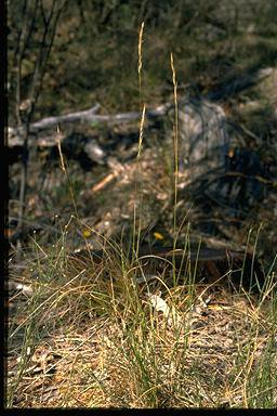 APII jpeg image of Austrodanthonia racemosa var. racemose  © contact APII
