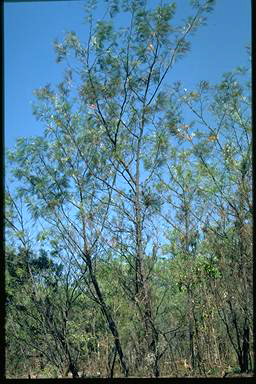 APII jpeg image of Grevillea pteridifolia  © contact APII