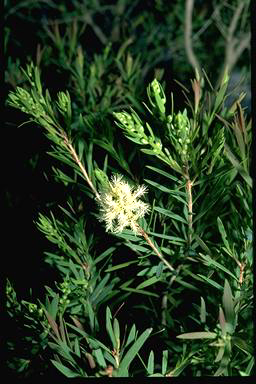 APII jpeg image of Melaleuca trichostachya  © contact APII