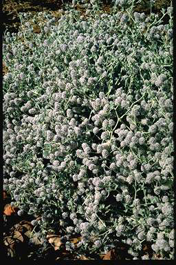 APII jpeg image of Ptilotus obovatus  © contact APII