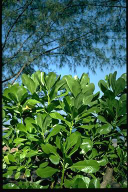 APII jpeg image of Scaevola sericea  © contact APII