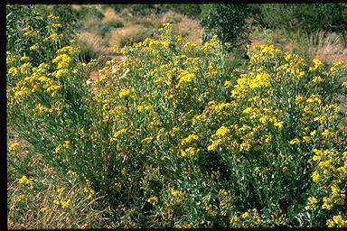 APII jpeg image of Senecio magnificus  © contact APII