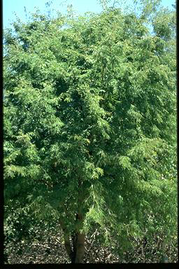 APII jpeg image of Tamarindus indica  © contact APII