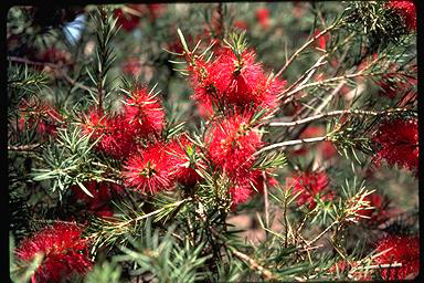 APII jpeg image of Callistemon subulatus  © contact APII