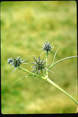 APII jpeg image of Eryngium plantagineum  © contact APII