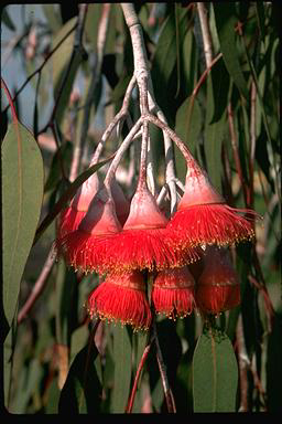 APII jpeg image of Eucalyptus caesia  © contact APII