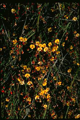 APII jpeg image of Bossiaea riparia  © contact APII
