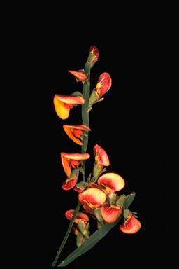 APII jpeg image of Bossiaea scolopendria  © contact APII