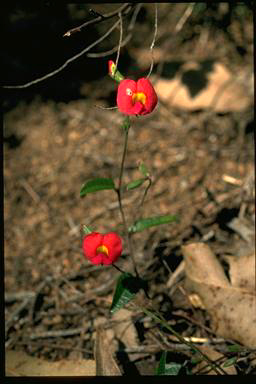 APII jpeg image of Chorizema glycinifolium  © contact APII