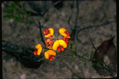 APII jpeg image of Chorizema ulotropis  © contact APII