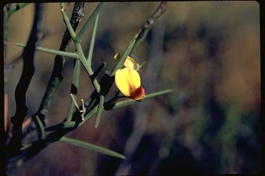 APII jpeg image of Daviesia angulata  © contact APII