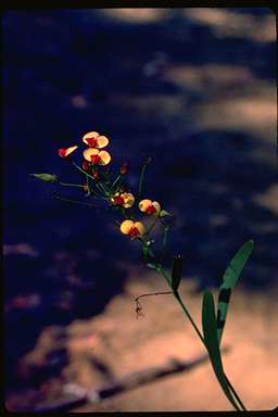 APII jpeg image of Daviesia costata  © contact APII