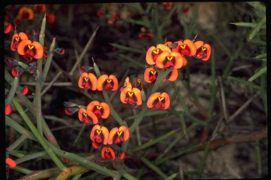 APII jpeg image of Daviesia divaricata subsp. divaricata  © contact APII