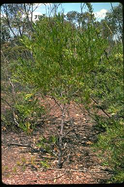 APII jpeg image of Daviesia emarginata  © contact APII